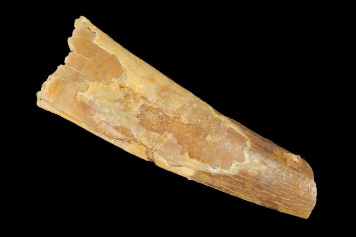 Bargain, Fossil Pterosaur (Siroccopteryx) Tooth - Morocco #145188